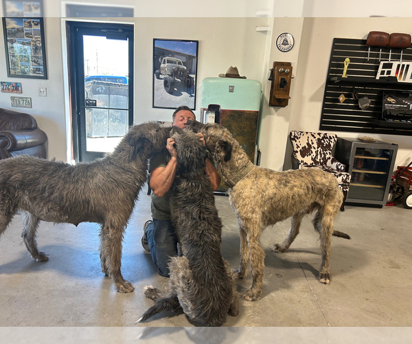 Medium Photo #1 Irish Wolfhound Puppy For Sale in BLACKFOOT, ID, USA