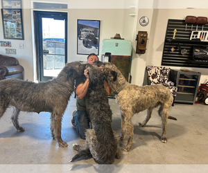 Irish Wolfhound Puppy for Sale in BLACKFOOT, Idaho USA