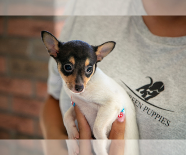 Medium Photo #5 Fox Terrier (Toy) Puppy For Sale in SUGARCREEK, OH, USA
