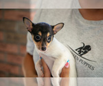 Small #4 Fox Terrier (Toy)