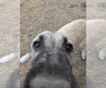 Small #3 Mutt