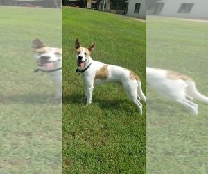 Pointer-Unknown Mix Dogs for adoption in Winter Park, CO, USA