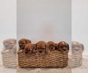 Cavalier King Charles Spaniel Puppy for Sale in WERNERSVILLE, Pennsylvania USA