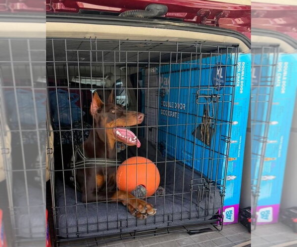 Medium Photo #3 Doberman Pinscher Puppy For Sale in Buffalo, MN, USA