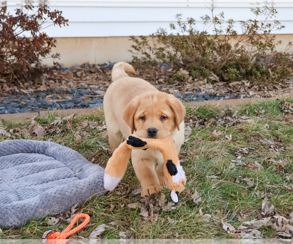 Medium Photo #10 Labrador Retriever Puppy For Sale in SYRACUSE, IN, USA