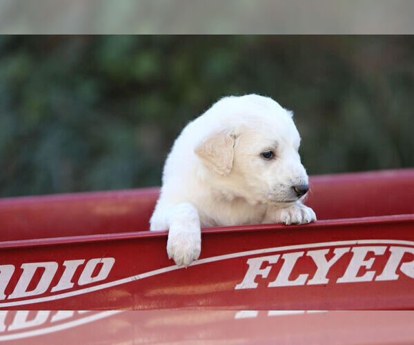 Medium Photo #6 Pyredoodle Puppy For Sale in EATONTON, GA, USA