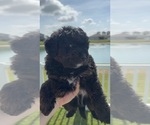 Puppy 4 Miniature Bernedoodle