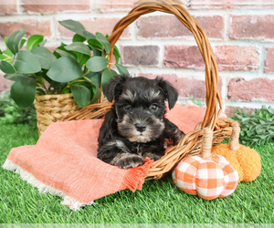 Schnauzer (Miniature) Puppy for sale in SYRACUSE, IN, USA