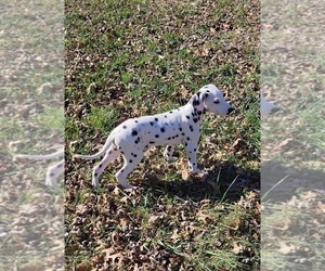 Dalmatian Dog for Adoption in JASONVILLE, Indiana USA