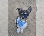 Small #7 Poodle (Miniature) Mix