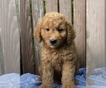 Small Photo #3 Goldendoodle (Miniature) Puppy For Sale in BURKESVILLE, KY, USA