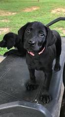 Labrador Retriever Puppy for sale in SPRING CITY, TN, USA
