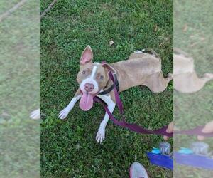 American Bulldog-Unknown Mix Dogs for adoption in Louisville, KY, USA