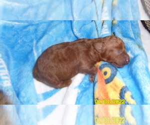 Poodle (Miniature) Puppy for sale in DULUTH, GA, USA
