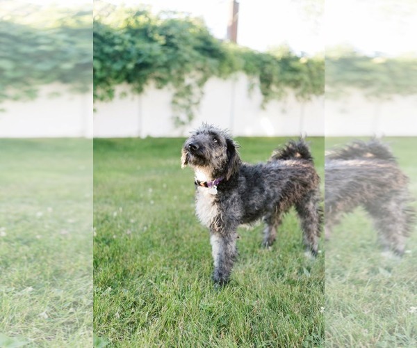 Medium Photo #3 Aussiedoodle Puppy For Sale in Westwood, NJ, USA