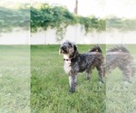 Small Photo #3 Aussiedoodle Puppy For Sale in Westwood, NJ, USA