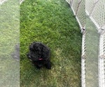 Small #4 Cavapoo (Miniature)