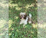 Small #1 Shih Tzu