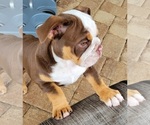 Small Photo #9 English Bulldog Puppy For Sale in GULF BREEZE, FL, USA