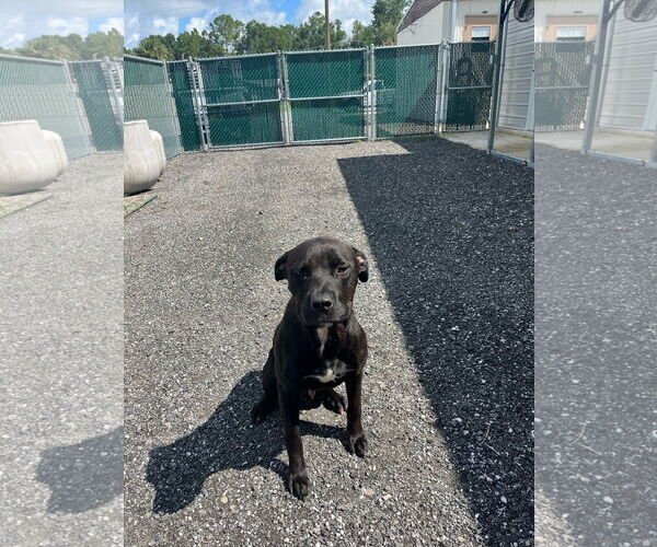 Medium Photo #1 Mutt Puppy For Sale in  Gainesville, FL, USA