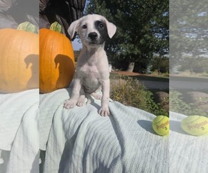 Borador Dogs for adoption in SHERBURNE, NY, USA