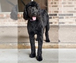 Small Photo #1 Golden Mountain Doodle  Puppy For Sale in LIVINGSTON, TX, USA
