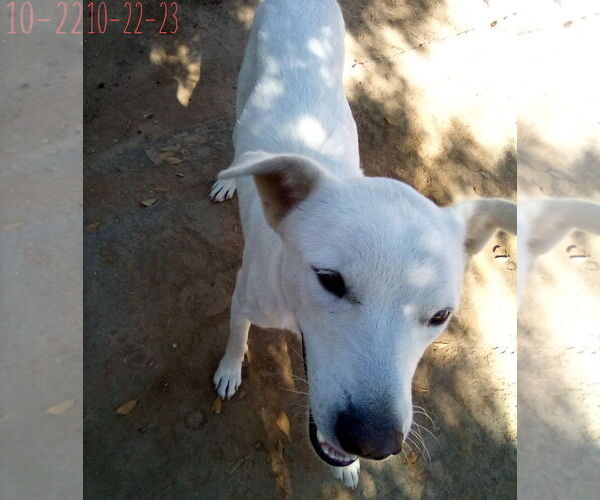 Medium Photo #3 Mutt Puppy For Sale in Apple Valley, CA, USA