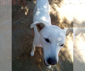 Harry Pawter of the Hogwarts family - Male Mutt Dog for Adoption - Photo #3