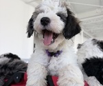 Small #3 Sheepadoodle