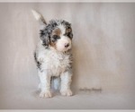 Small Photo #3 Bernedoodle Puppy For Sale in WEST SALEM, OH, USA