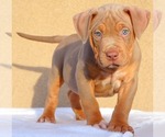 Small Photo #15 American Bully Puppy For Sale in PALMDALE, CA, USA