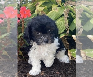 Havanese Puppy for sale in CANOGA, NY, USA