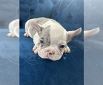 Small Photo #14 French Bulldog Puppy For Sale in DENVER, CO, USA