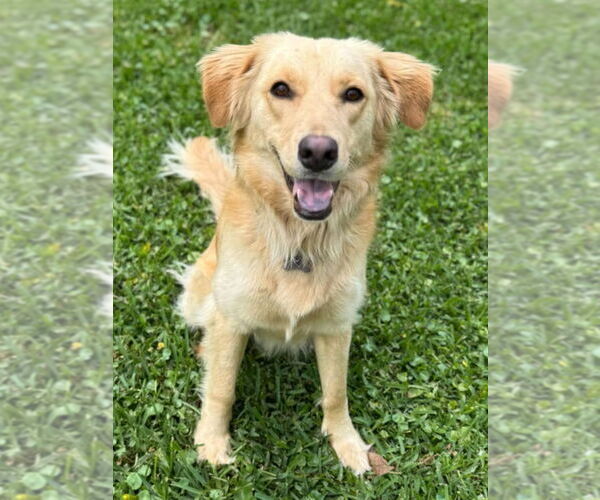 Medium Photo #1 Golden Retriever-Unknown Mix Puppy For Sale in Ocean Springs, MS, USA