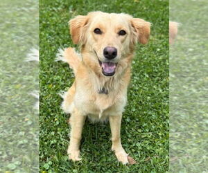 Golden Retriever-Unknown Mix Dogs for adoption in Ocean Springs, MS, USA