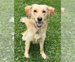 Small Golden Retriever Mix