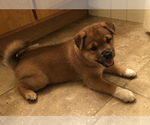Small Photo #2 Shiba Inu-Unknown Mix Puppy For Sale in GRAFTON, WI, USA