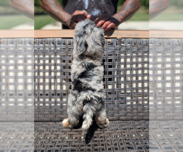 Medium Photo #5 Bernedoodle (Miniature) Puppy For Sale in SACRAMENTO, CA, USA