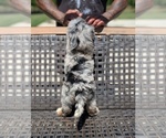 Small #4 Bernedoodle (Miniature)