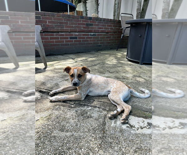 Medium Photo #14 Labrador Retriever-Unknown Mix Puppy For Sale in Brewster, NY, USA