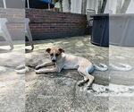 Small #13 Labrador Retriever Mix