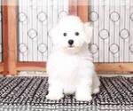 Small #1 Bichon Frise