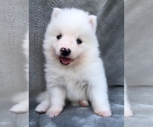 Pomsky Puppy for sale in SAVOY, MA, USA