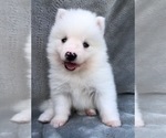 Image preview for Ad Listing. Nickname: Albus