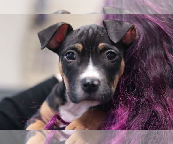 Medium Photo #1 Mutt Puppy For Sale in Philadelphia, PA, USA