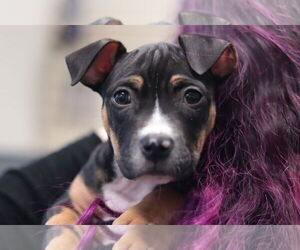 Mutt Dogs for adoption in Philadelphia, PA, USA