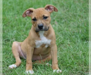 American Pit Bull Terrier-Unknown Mix Dogs for adoption in Wenonah, NJ, USA