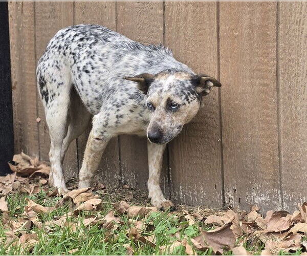 Medium Photo #1 Texas Heeler Puppy For Sale in Riverside, CA, USA