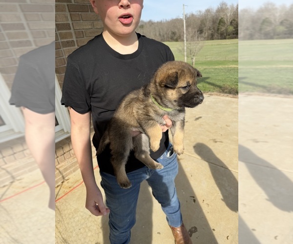 Medium Photo #2 Gerberian Shepsky Puppy For Sale in SCOTTSVILLE, KY, USA