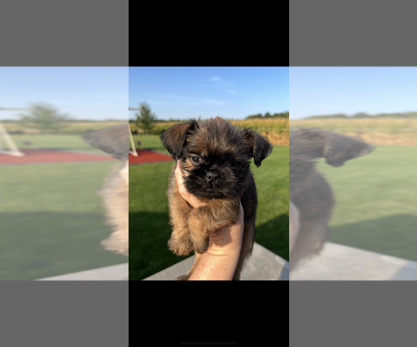 Medium Photo #2 Brussels Griffon Puppy For Sale in NILES, MI, USA